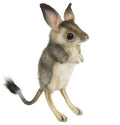 Hansa Jerboa