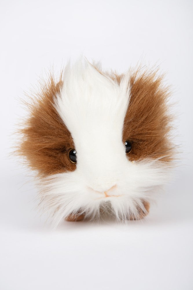 Hansa Guinea Pig