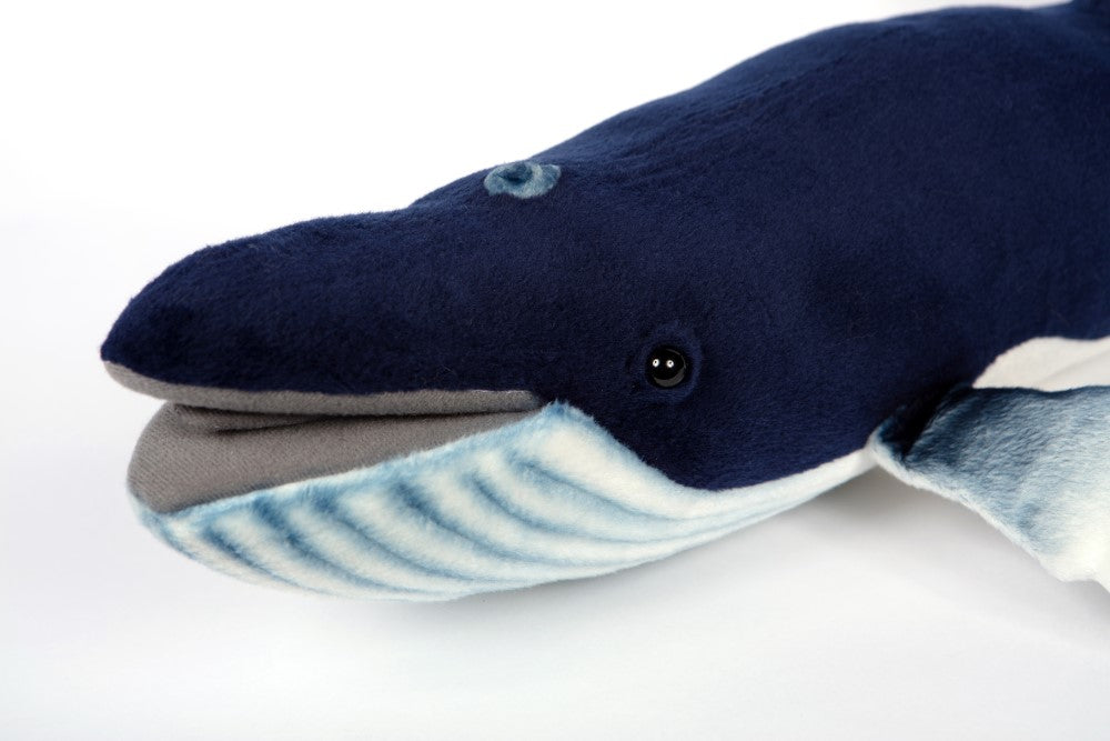 Hansa Humpback Whale