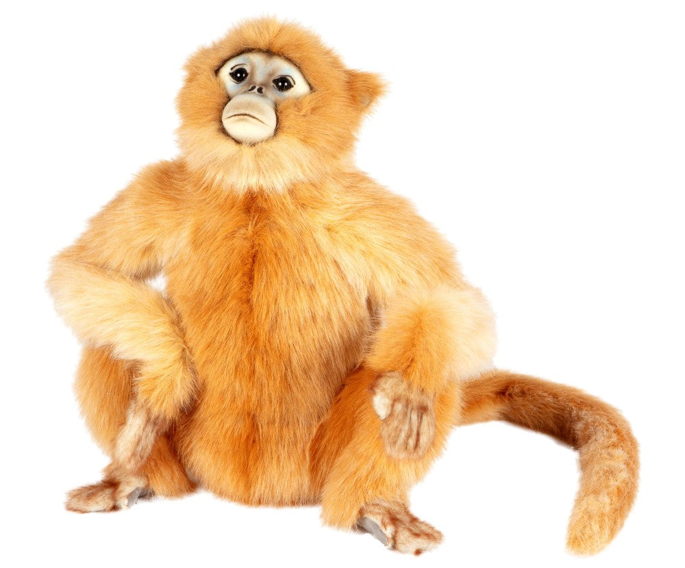 Hansa Snubbed Nose Monkey